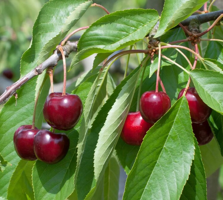 گیلاس